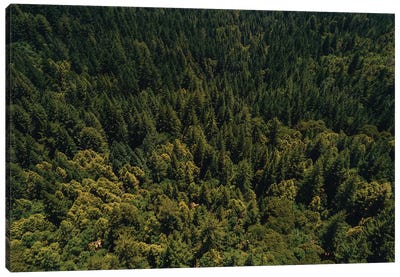 California Redwood Forest II Canvas Art Print - Redwood Trees