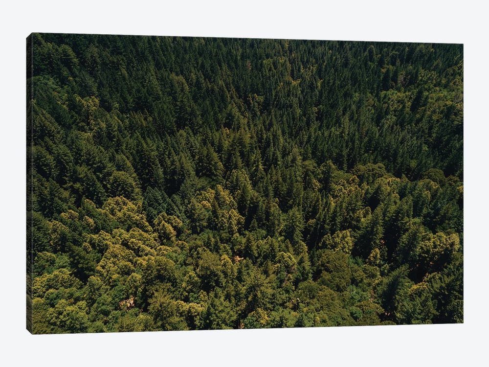 California Redwood Forest II by Bethany Young 1-piece Art Print