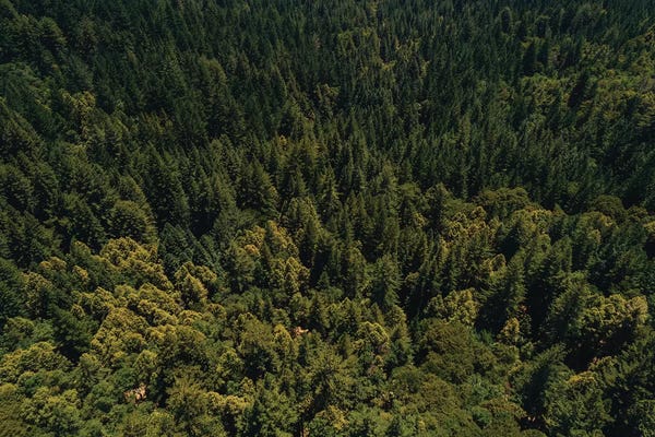 Redwood Trees: California Redwood Forest II by Bethany Young