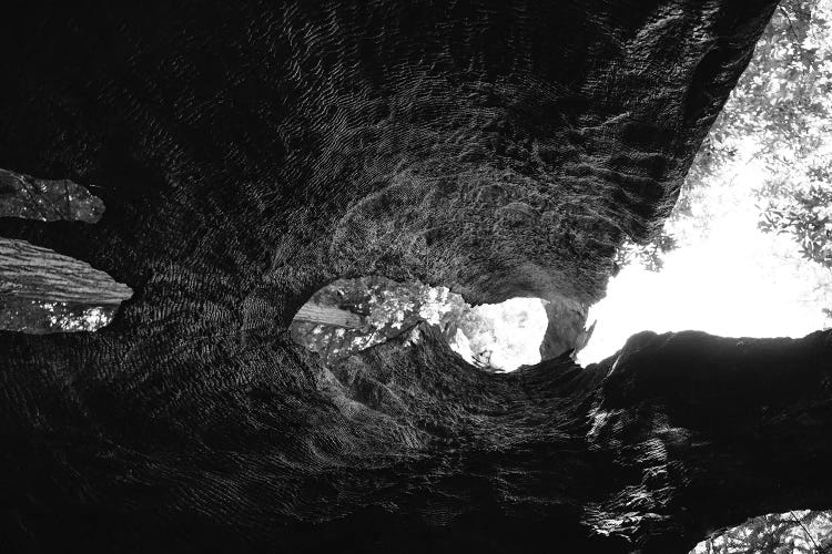 Inside a Redwood Tree by Bethany Young wall art