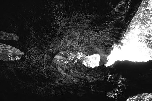 Redwood Trees: Inside a Redwood Tree by Bethany Young