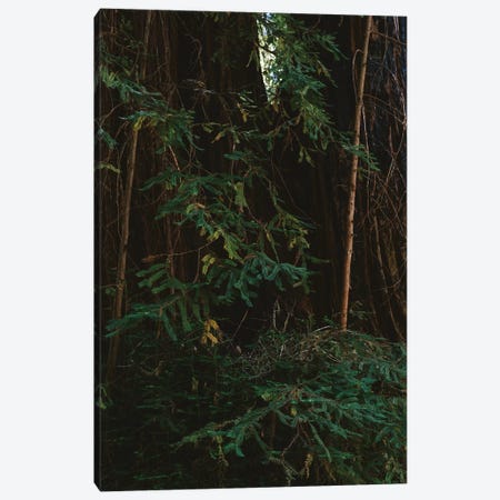Redwood Forest III Canvas Print #BTY566} by Bethany Young Canvas Art Print