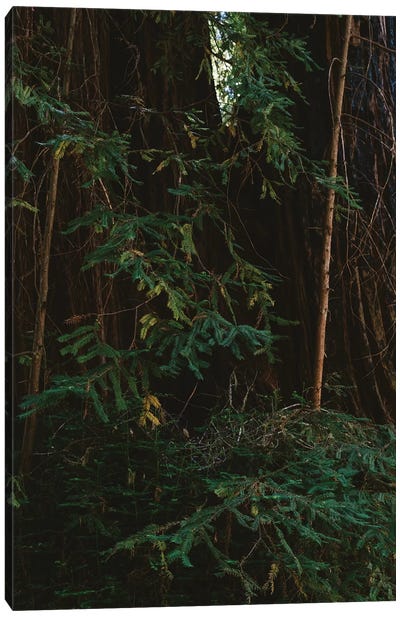 Redwood Forest III Canvas Art Print - Redwood Tree Art