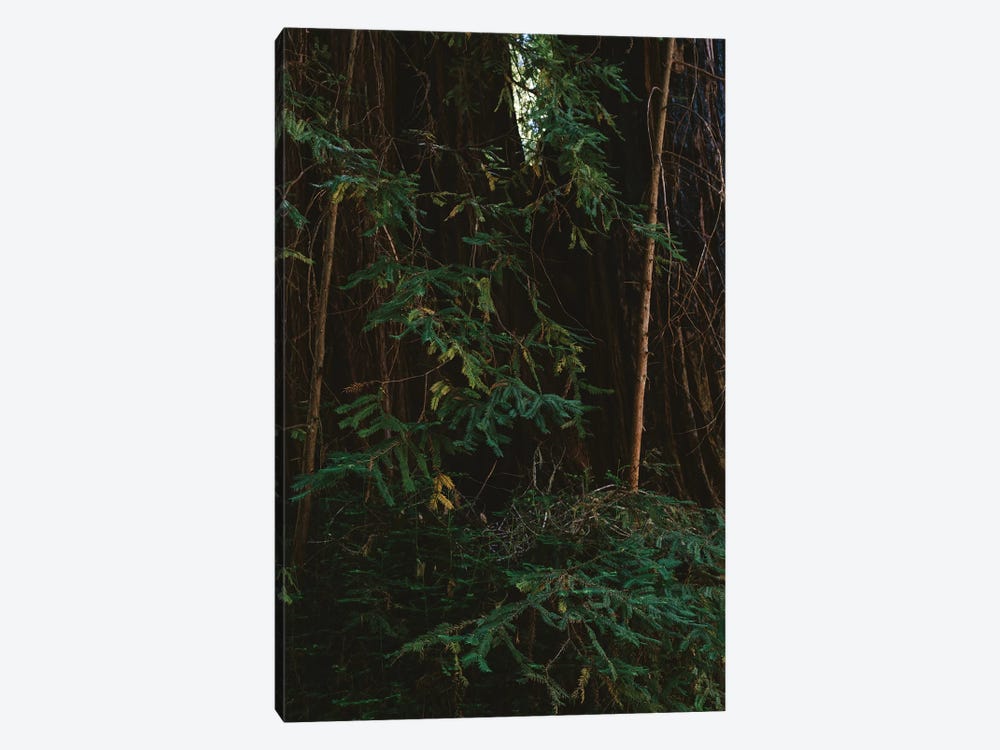 Redwood Forest III by Bethany Young 1-piece Canvas Wall Art