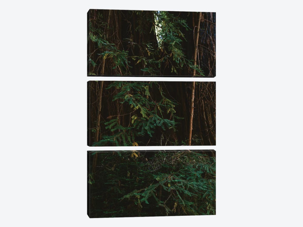 Redwood Forest III by Bethany Young 3-piece Canvas Wall Art
