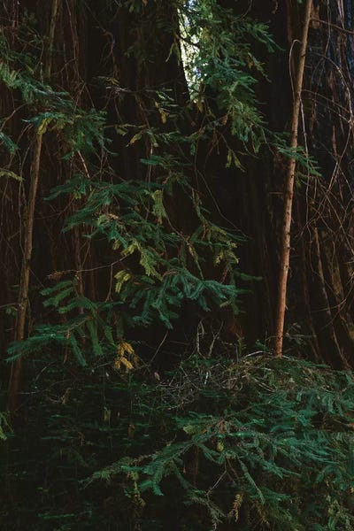 Tree Close-Ups: Redwood Forest III by Bethany Young