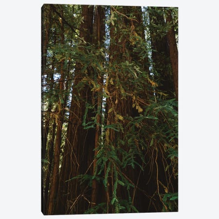 Redwood Forest V Canvas Print #BTY567} by Bethany Young Canvas Print