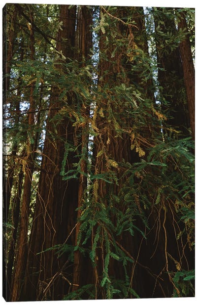 Redwood Forest V Canvas Art Print - Redwood Tree Art