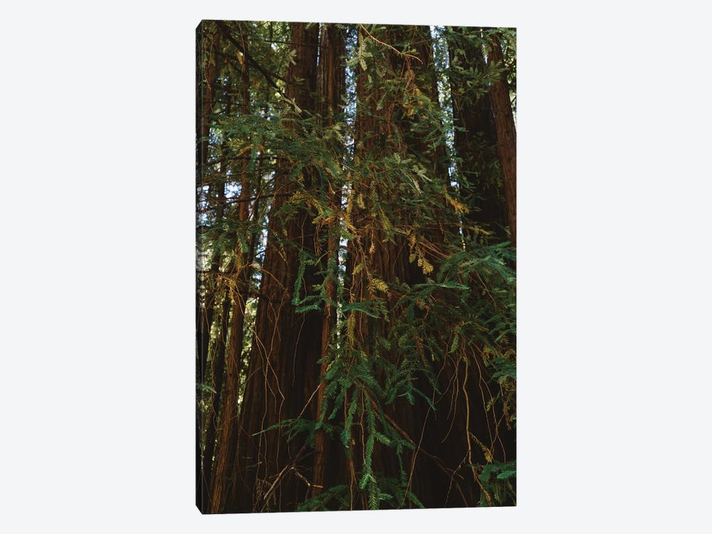 Redwood Forest V by Bethany Young 1-piece Art Print