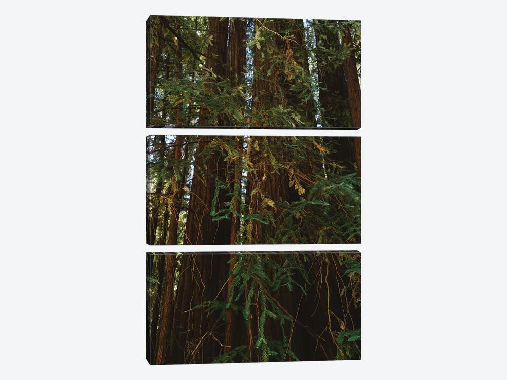Redwood Forest V by Bethany Young 3-piece Art Print