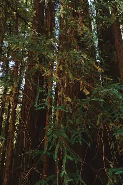 Redwood Trees: Redwood Forest V by Bethany Young
