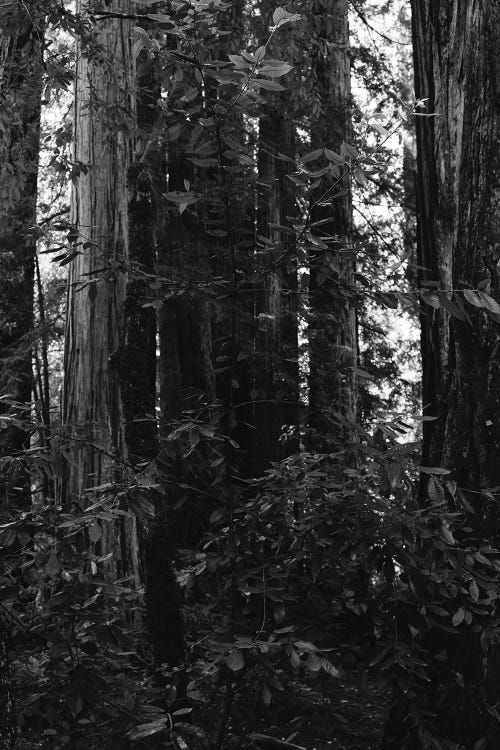 Redwood Forest VII