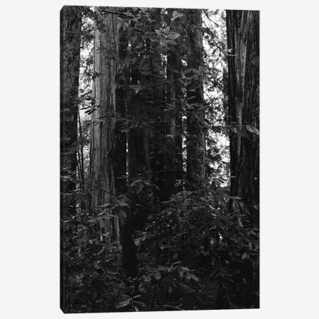 Redwood Forest VII Canvas Print #BTY568} by Bethany Young Canvas Wall Art
