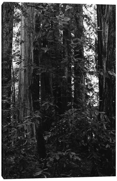 Redwood Forest VII Canvas Art Print - Redwood Tree Art