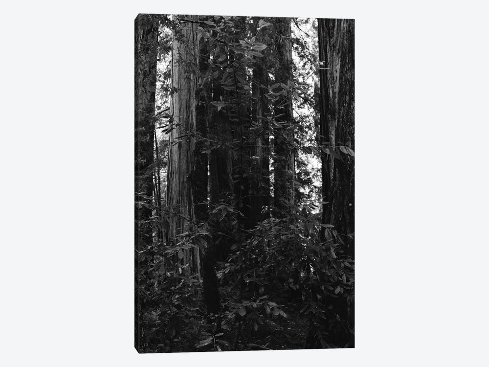 Redwood Forest VII by Bethany Young 1-piece Canvas Art