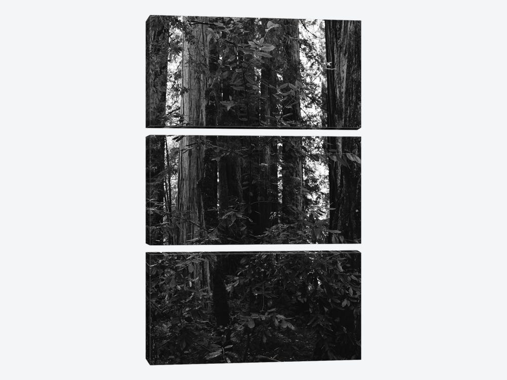 Redwood Forest VII by Bethany Young 3-piece Canvas Art