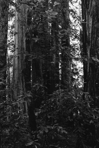 Redwood Trees: Redwood Forest VII by Bethany Young