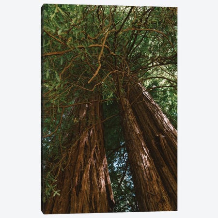 Redwood Forest VIII Canvas Print #BTY569} by Bethany Young Canvas Art
