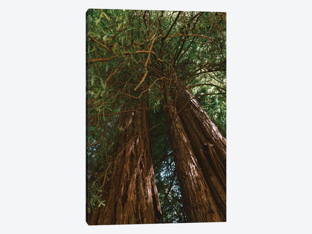 Redwood Forest VIII by Bethany Young 1-piece Canvas Art Print