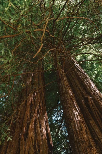 Take A Hike: Redwood Forest VIII by Bethany Young