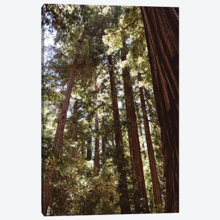 Redwood Forest XII Canvas Print #BTY570} by Bethany Young Canvas Print