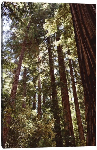 Redwood Forest XII Canvas Art Print - Redwood Trees