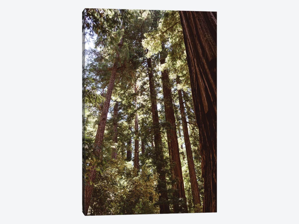 Redwood Forest XII by Bethany Young 1-piece Art Print