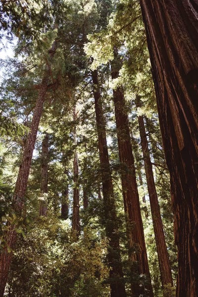 Tree Close-Ups: Redwood Forest XII by Bethany Young