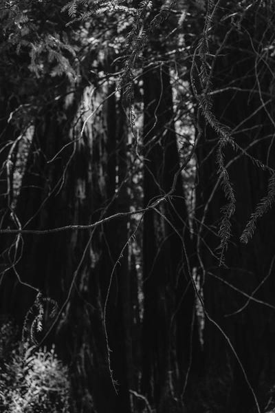 Tree Close-Ups: Redwood Forest XIII by Bethany Young