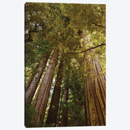 Redwood Forest Canvas Print #BTY572} by Bethany Young Canvas Art Print