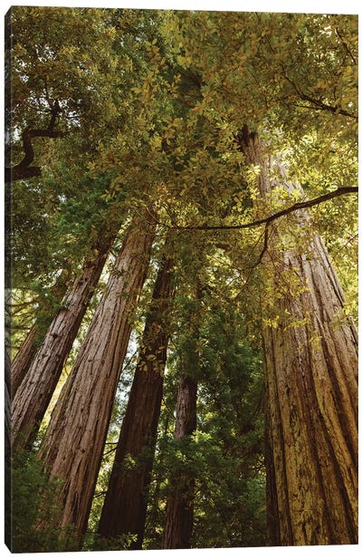 Redwood Forest Canvas Art Print - Redwood Trees