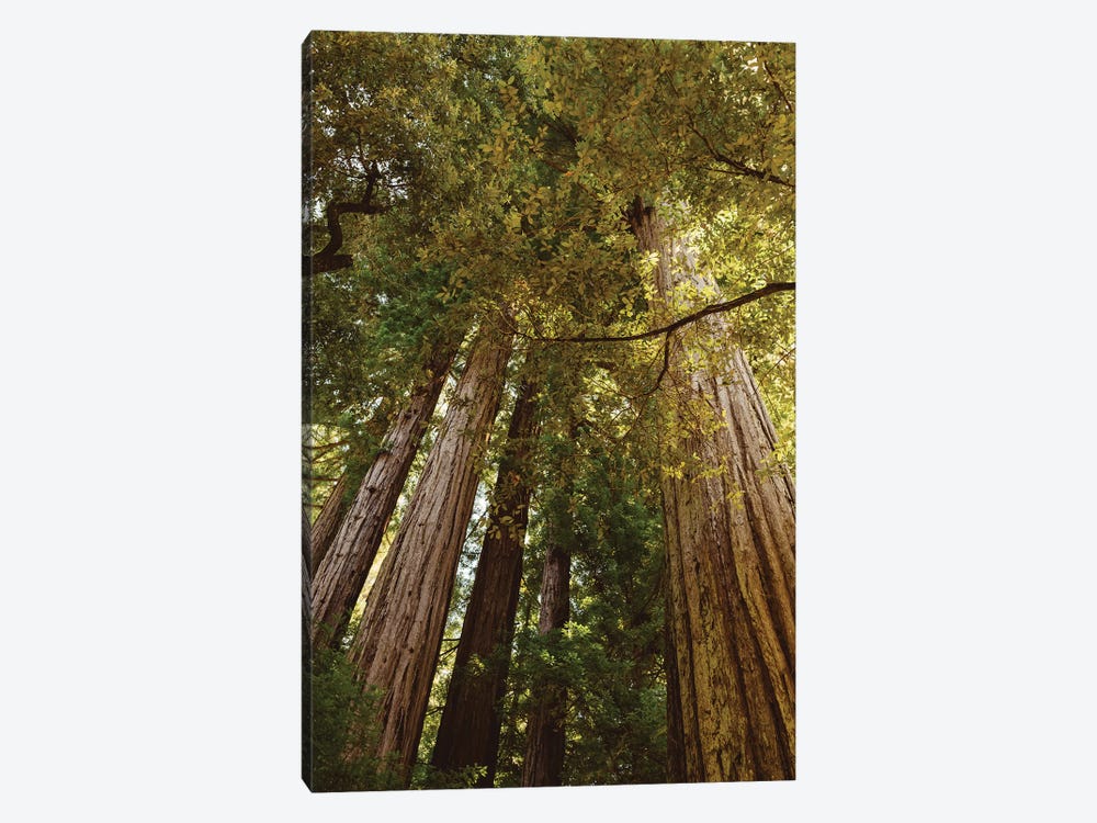 Redwood Forest by Bethany Young 1-piece Canvas Art Print