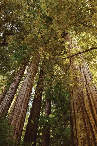 Tree Close-Ups: Redwood Forest by Bethany Young
