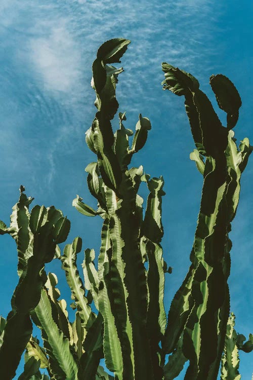 Cactus Sky II