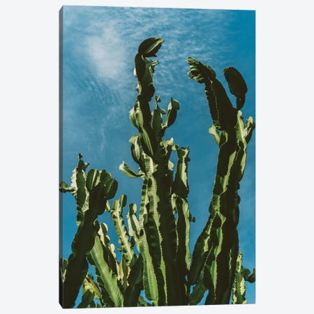 Cactus Sky II Canvas Print #BTY573} by Bethany Young Canvas Print