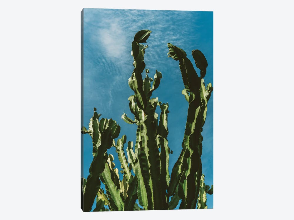 Cactus Sky II by Bethany Young 1-piece Canvas Art