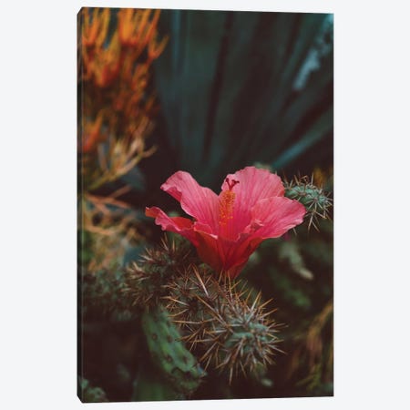 California Bloom II Canvas Print #BTY575} by Bethany Young Canvas Art
