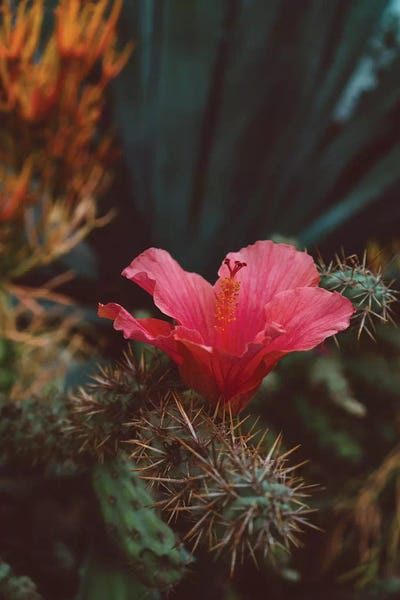 Hibiscuses: California Bloom II by Bethany Young