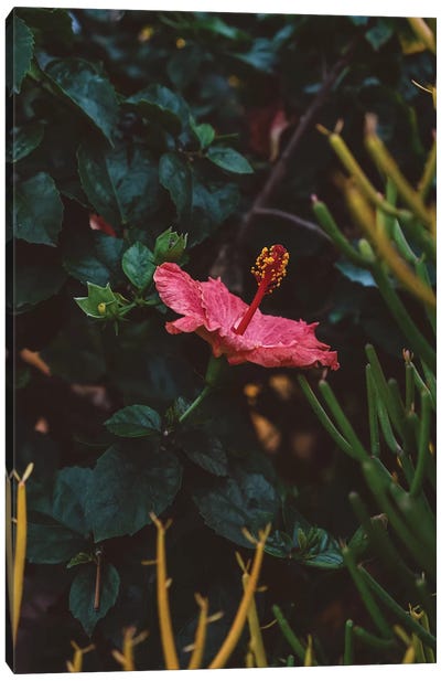 California Bloom Canvas Art Print - Hibiscus Art