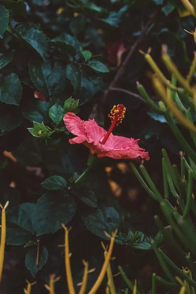Hibiscuses: California Bloom by Bethany Young