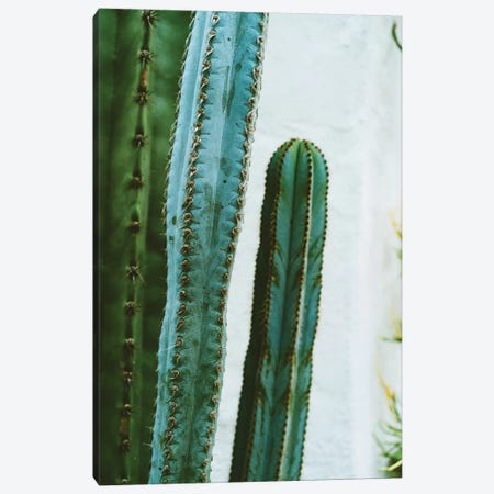California Cactus Garden II Canvas Print #BTY577} by Bethany Young Canvas Artwork
