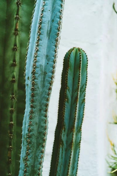 San Diego: California Cactus Garden II by Bethany Young