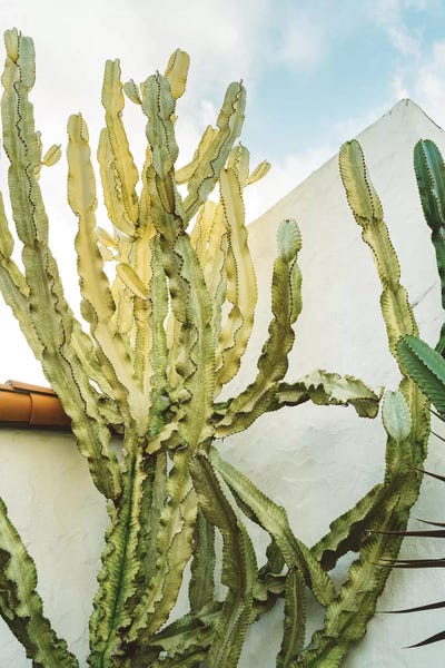 San Diego: California Cactus by Bethany Young