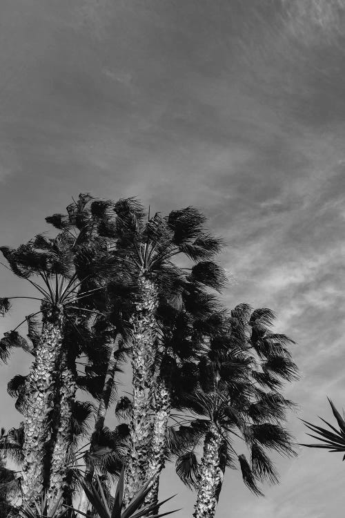 Monochrome California Sky