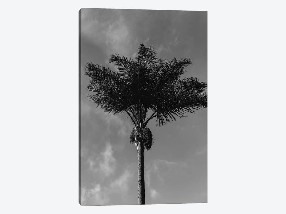 Monochrome Palm Tree by Bethany Young 1-piece Canvas Art Print