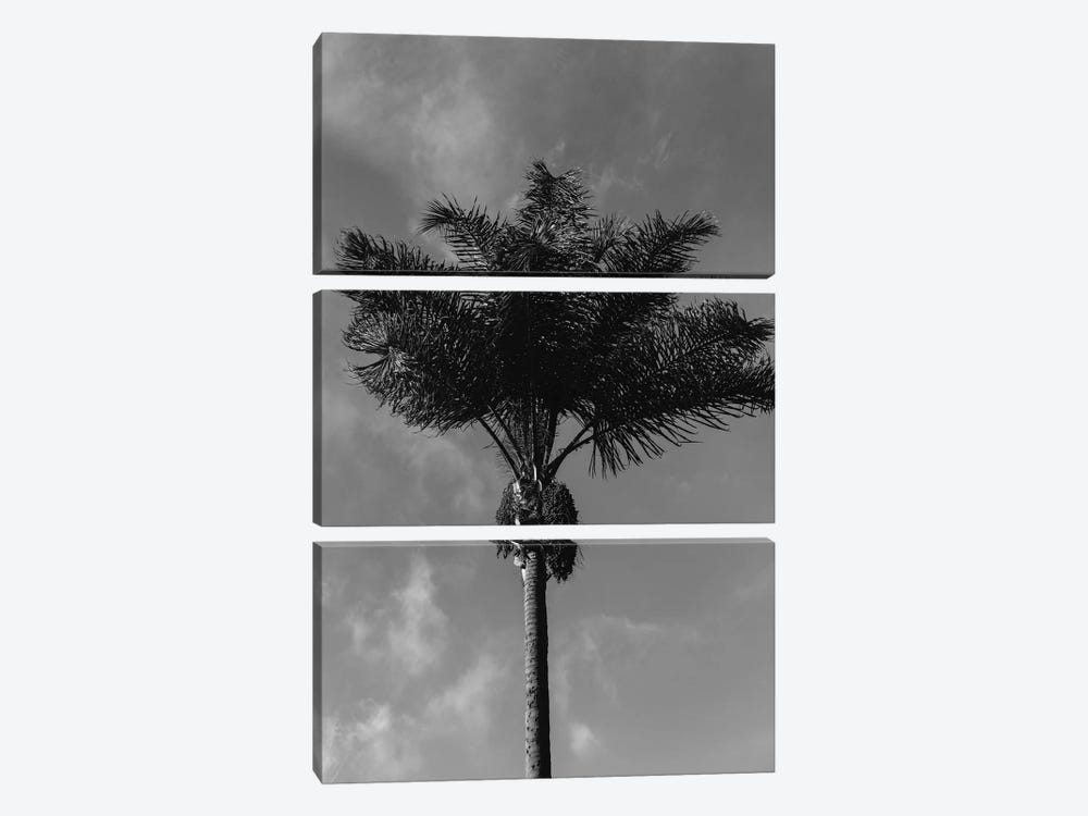 Monochrome Palm Tree by Bethany Young 3-piece Canvas Print