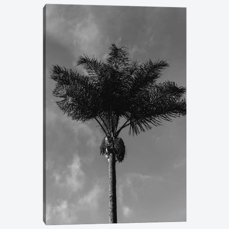 Monochrome Palm Tree Canvas Print #BTY583} by Bethany Young Canvas Wall Art