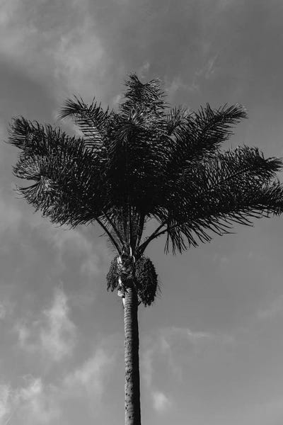 Tree Close-Ups: Monochrome Palm Tree by Bethany Young