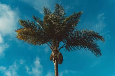 Palm Tree II by Bethany Young framed wall art