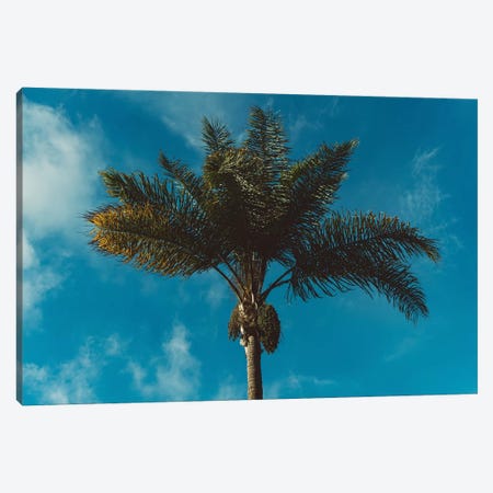 Palm Tree II Canvas Print #BTY585} by Bethany Young Art Print
